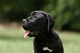 CANE CORSO 948